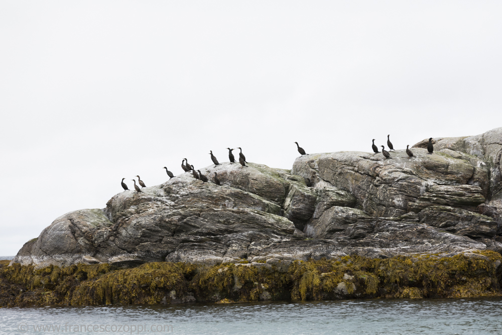 Cormorants in Røst
