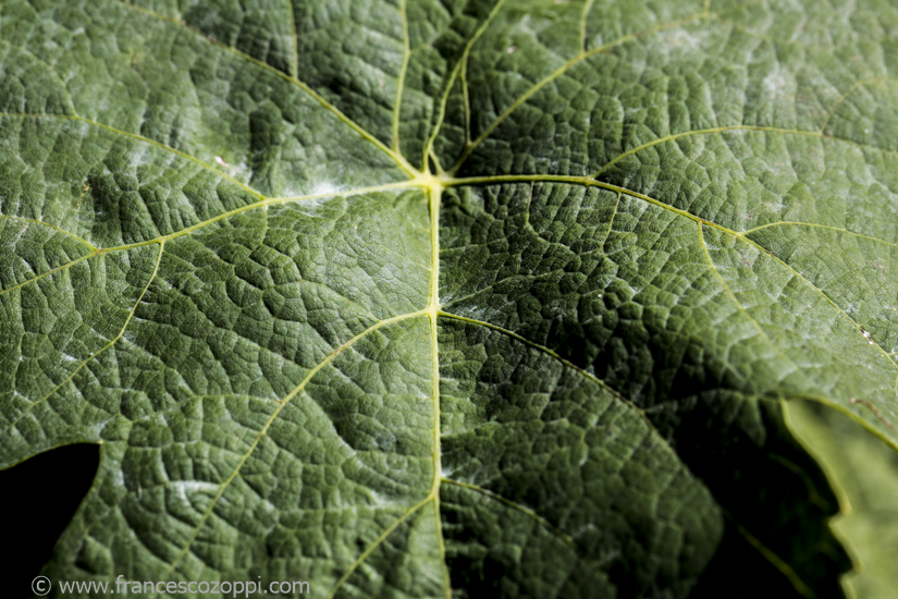 Bianchetta Genovese: the leaf